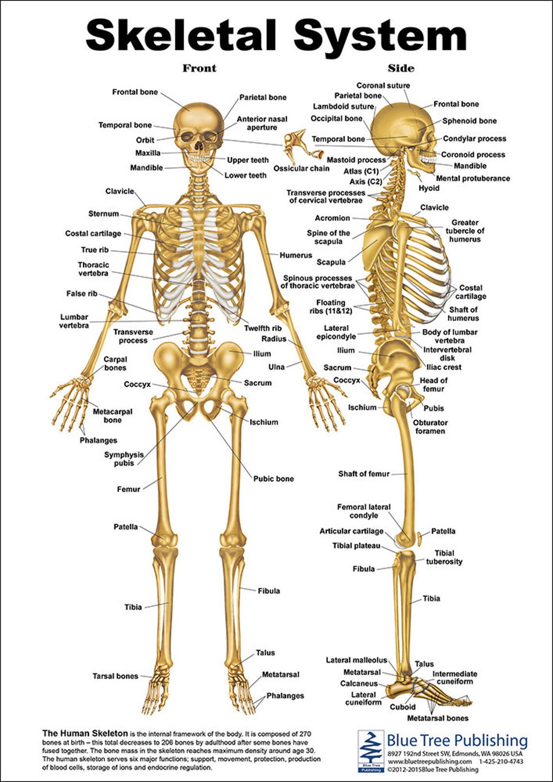 Skeletal System Anatomical Chart - Etsy