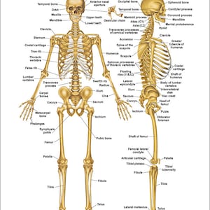 Skeletal System Anatomical Chart