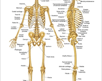 Skeletal System Anatomical Chart
