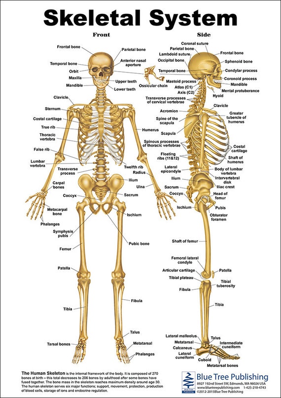 Human Skeleton Chart Diagram Picture