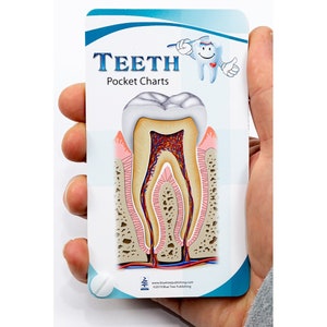 Teeth pocket chart for dentist and dental hygienist