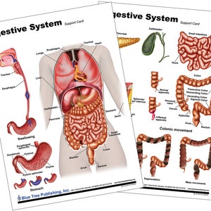 Digestive System Anatomical Chart and Poster