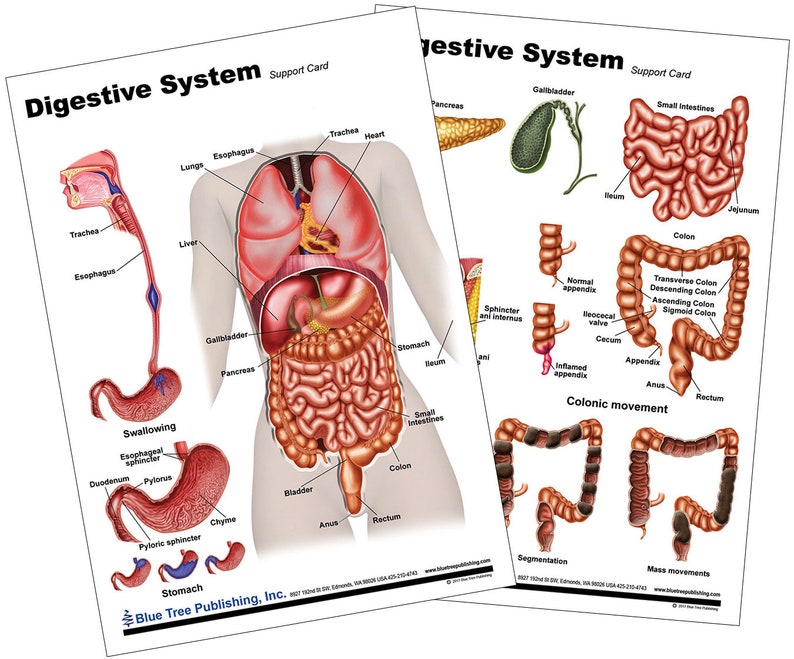 Digestive System Anatomical Chart - Etsy