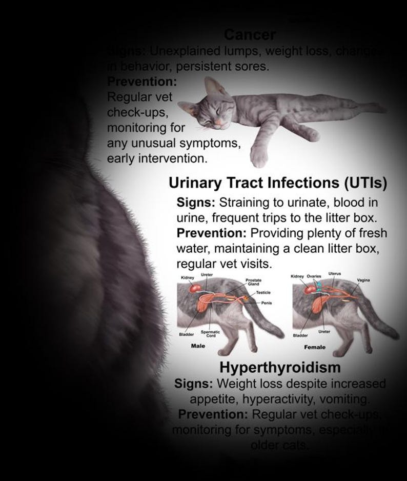 Cat 10 Health Concern Poster, Anatomy & Veterinary Physiology Feline ...