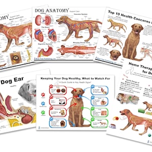 Dog anatomy healthy chart, A4 size, double sides, laminated, Dry-Erase, clipboard Veterinary Reference