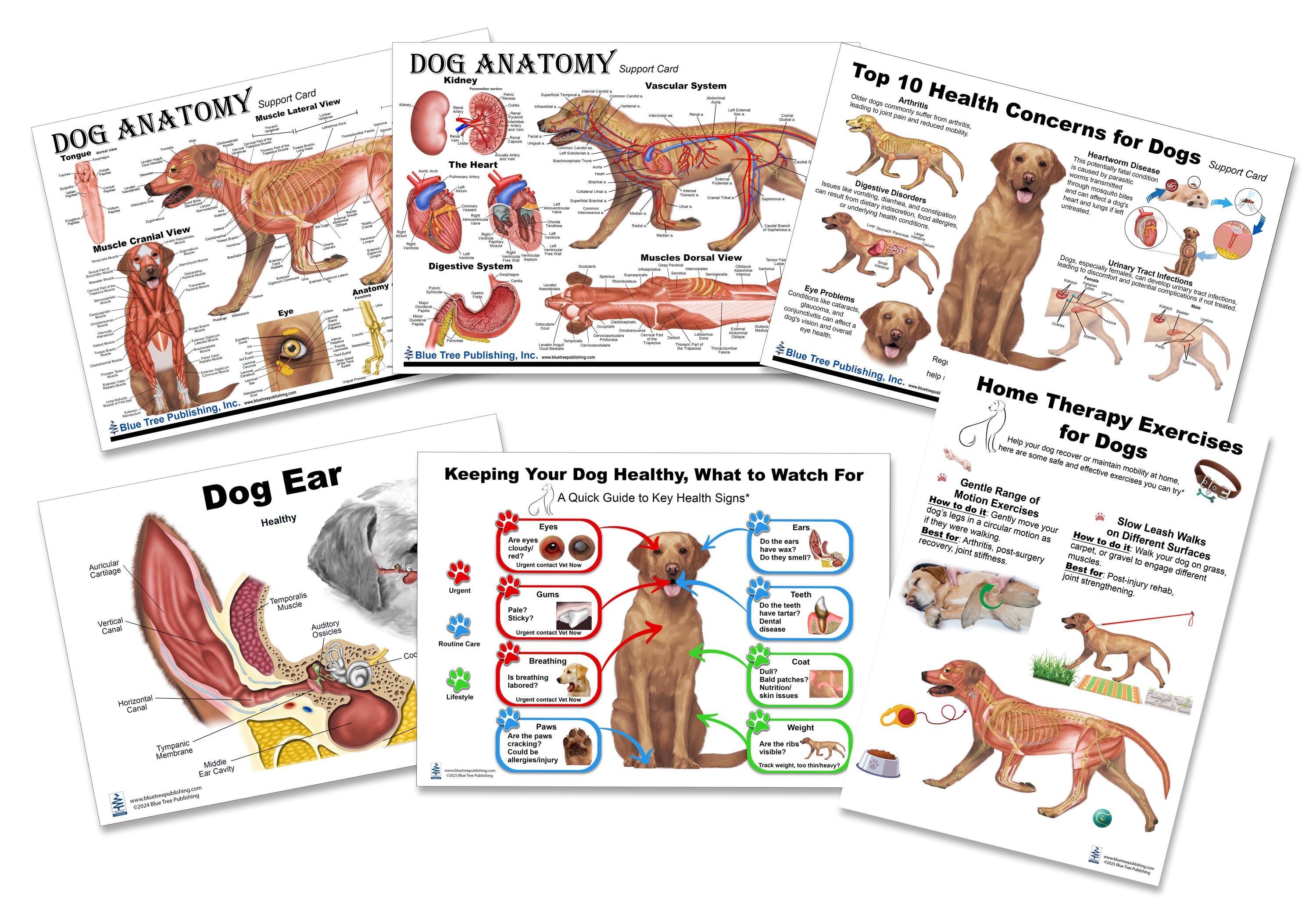 Dog Anatomy Healthy Chart, A4 Size, Double Sides, Laminated, Dry