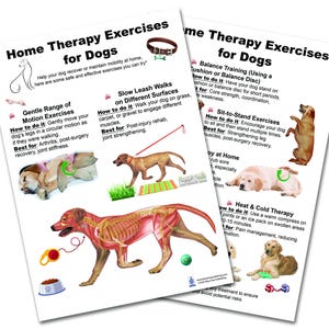 Home Therapy Exercises for Dog Chart – Canine, Dog Physical, Stretches & Massage, Pet, Vet, Veterinary Chart, variety of sizes