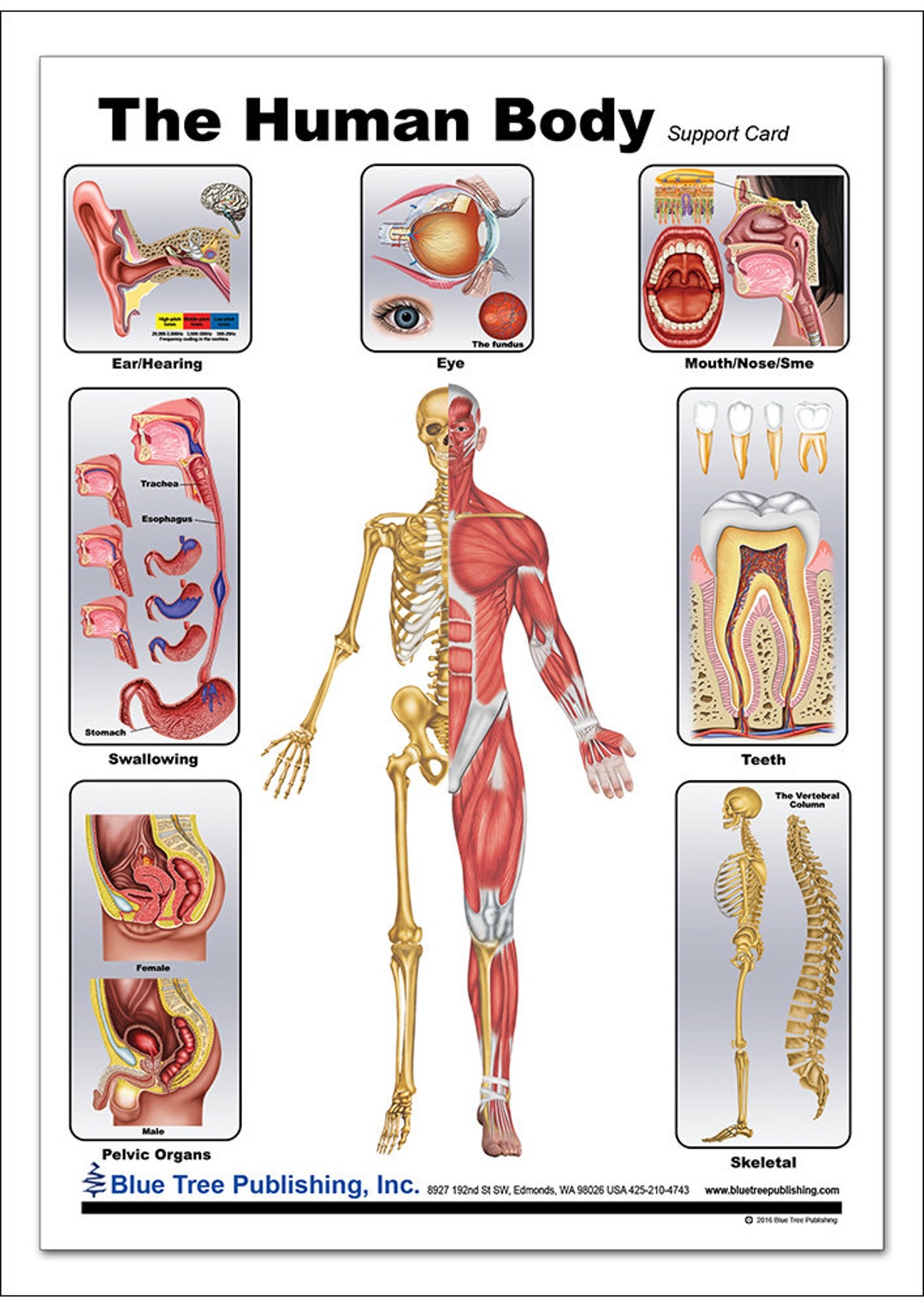 Human Body Anatomical Chart Etsy