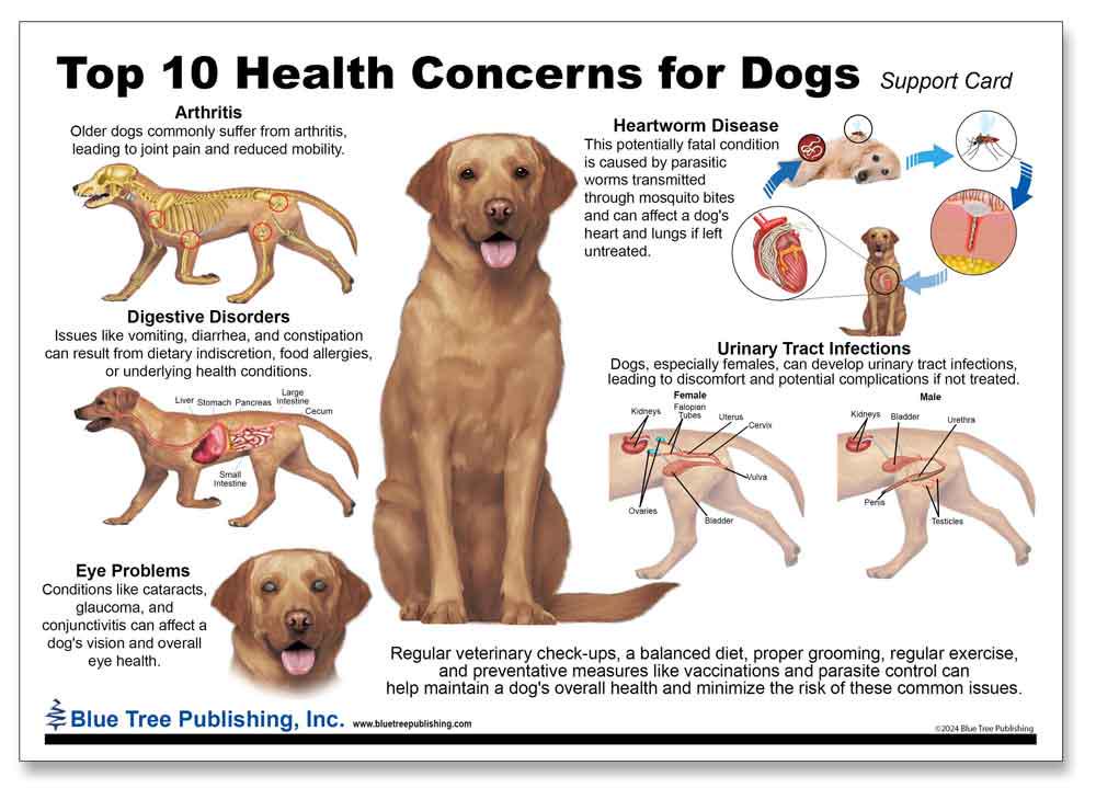 Dog 10 Health Concern Chart, Double Side Laminated Chart, A4 Size ...