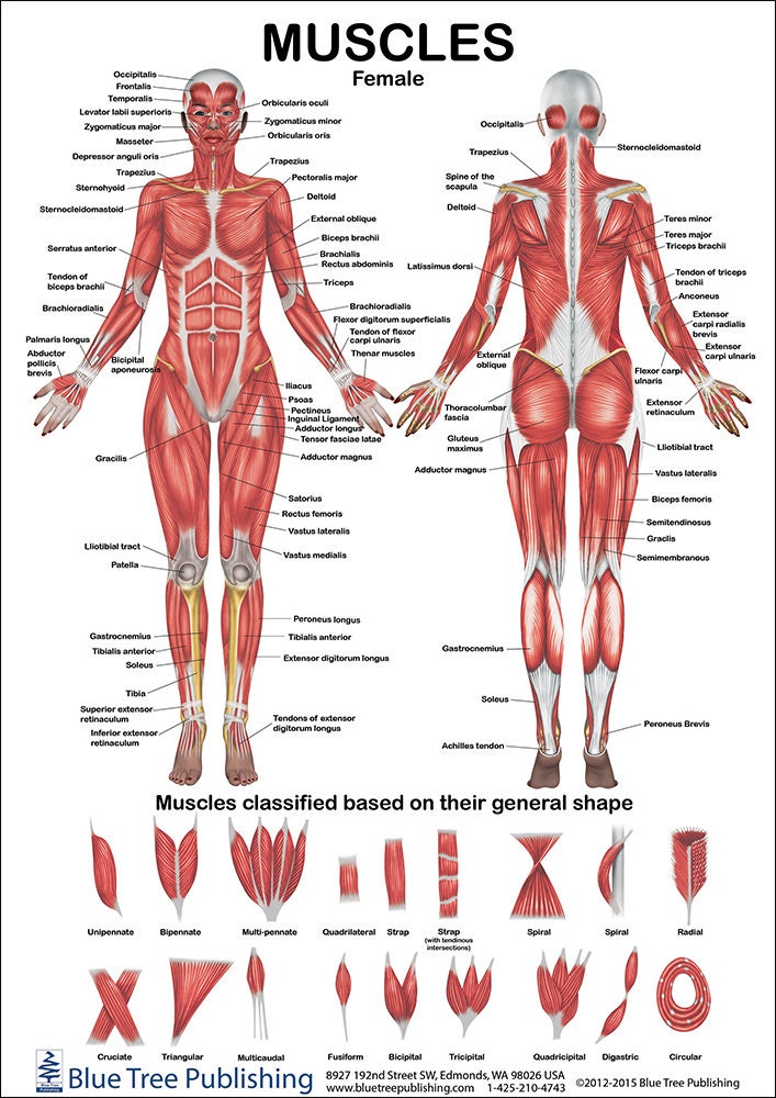 Muscles Female and Male Two View Anatomical Chart