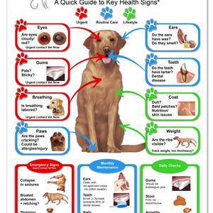 Keeping your dog healthy Chart for Veterinary Reference, Dog anatomy, Animal poster, Dog Lovers