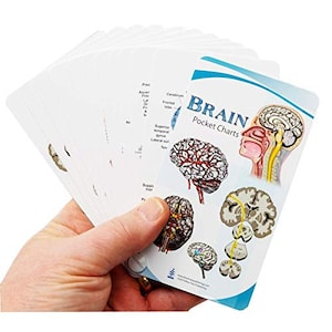 May include: A set of colorful laminated pocket charts with illustrations of the human brain. The charts are titled "Brain Pocket Charts" and include labels for different parts of the brain.
