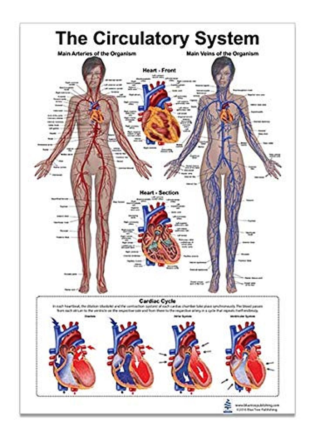 The Circulatory and Heart Anatomical Poster, Size 24wx36t - Etsy