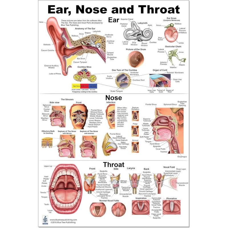 Ent Hand ENT Anatomy Poster 26x36 — Ear Nose Throat Chart — Otolaryngology ...