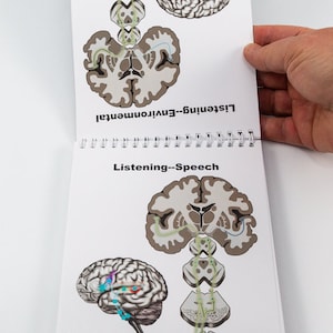 Brain Anatomy Flip Charts pages