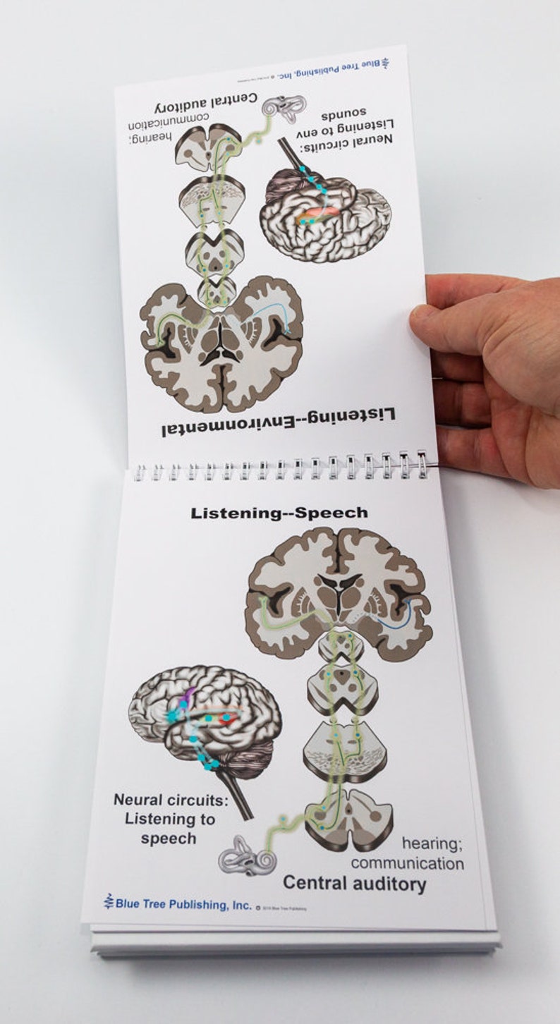 Brain Anatomy Flip Charts Etsy