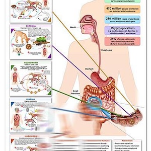 May include: An educational poster titled From Pet to Person: How Worms and Parasites Spread to You. It features a central human anatomical diagram showing the digestive system, surrounded by five panels detailing life cycles of tapeworm, coccidia, roundworm, giardia, and hookworm.