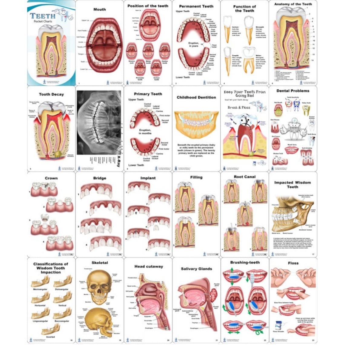 Teeth Pocket Chart for Dentist and Dental Hygienist - Etsy
