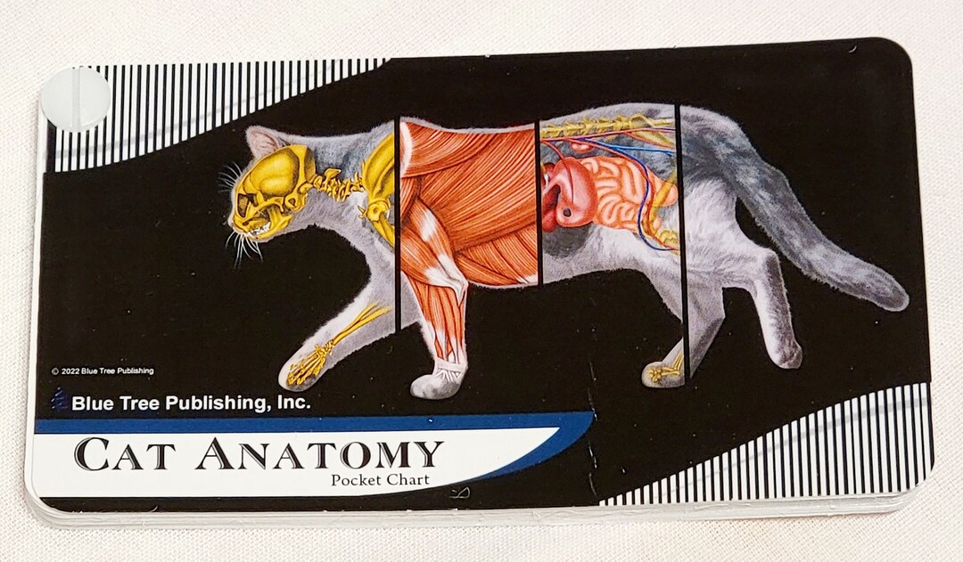 Cat Anatomy Pocket Chart Etsy