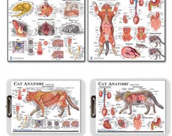 May include: Set of five educational anatomical charts featuring a detailed illustration of a cat's muscular, skeletal, circulatory, digestive, and urinary systems. The charts are printed on white paper with red, black, and yellow accents. The charts are labeled with anatomical terms.