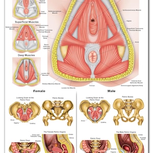 May include: A detailed anatomical illustration of the pelvic floor muscles in both male and female bodies. The image shows the muscles, bones, and organs of the pelvic region, including the bladder, rectum, and uterus. The image is labeled with the names of the different muscles and organs.