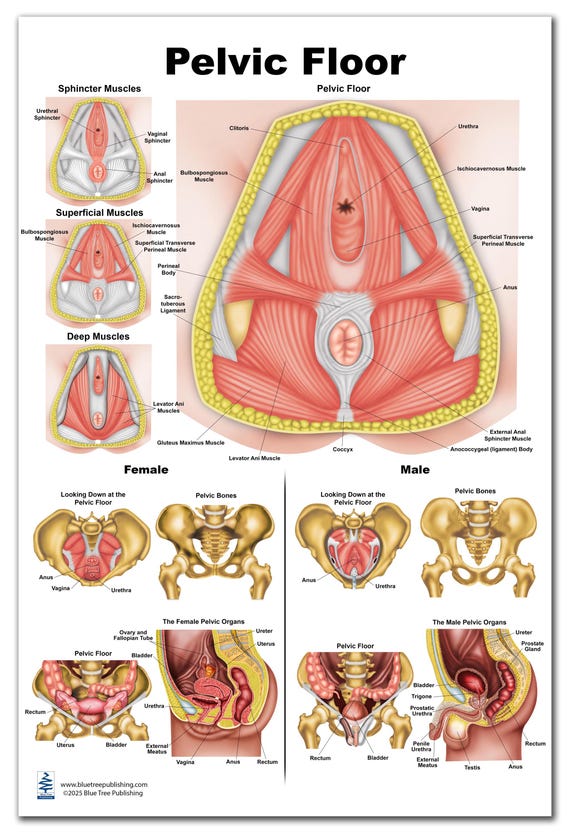 Pelvic Floor Charts 12*17-inch, waterproof
