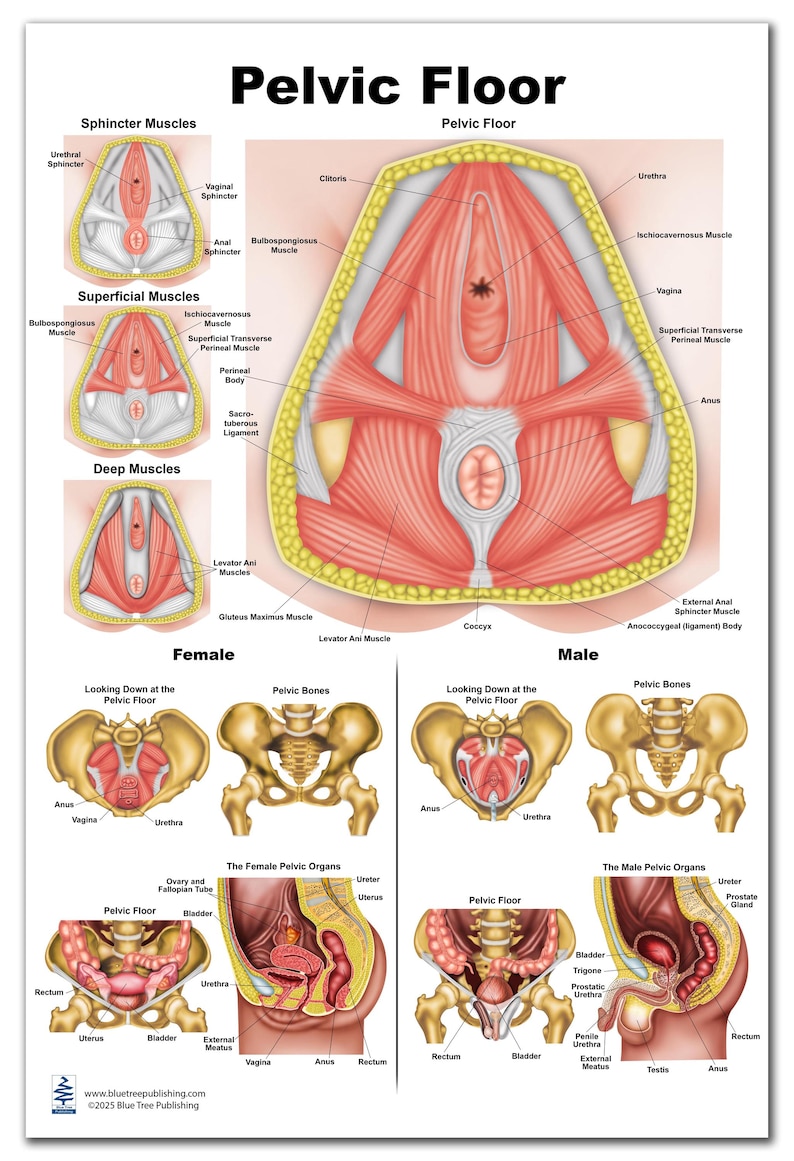 May include: A detailed anatomical illustration of the pelvic floor muscles in both male and female bodies. The image shows the muscles, bones, and organs of the pelvic region, including the bladder, rectum, and uterus. The image is labeled with the names of the different muscles and organs.