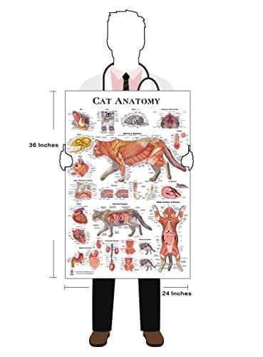 Anatomy of the Cat ほか猫解剖学関連書籍　４点セット Anatomy of the Cat ほか猫解剖学関連書籍 4点セット Anatomy of the