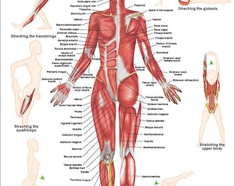 Stretching Anatomical Chart