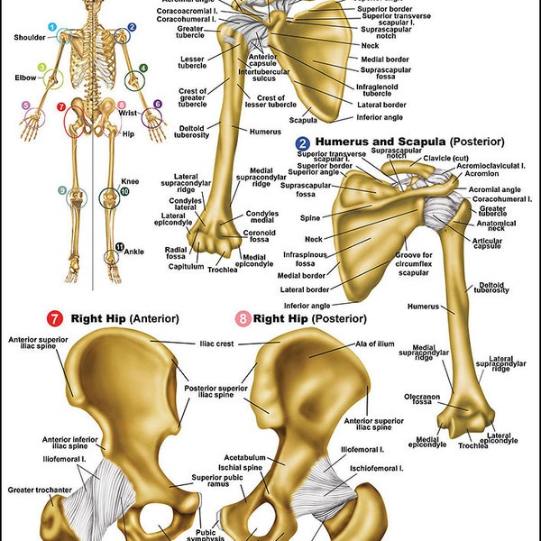 Ligaments of the Joints Anatomical Chart