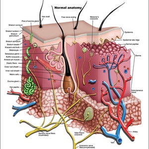 Skin and Skin Disorders Anatomical Chart
