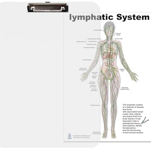Lymphatic System Anatomical Chart – Human Body Lymph Nodes, Vessels ...
