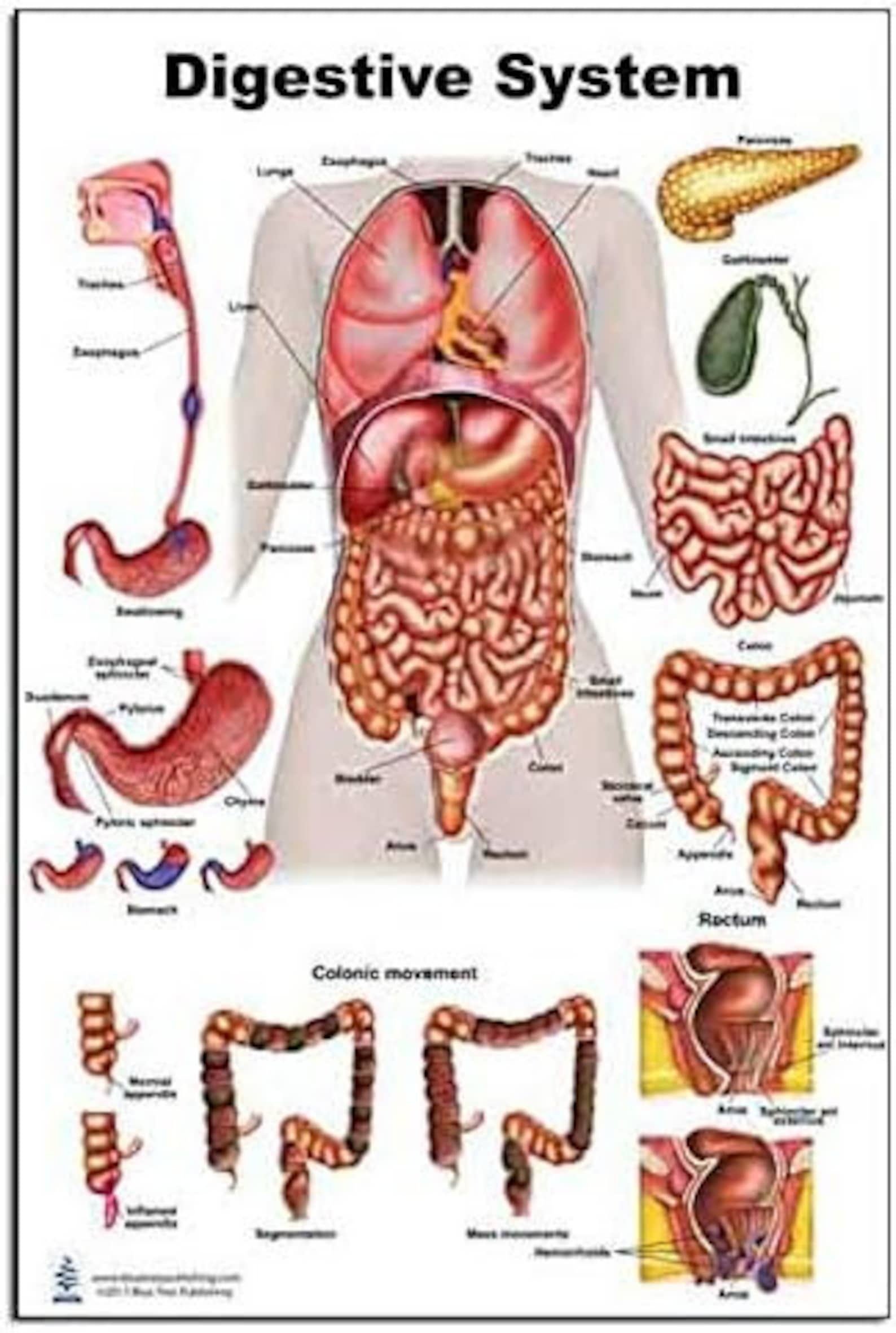 Digestive System Anatomical Chart and Poster - Etsy