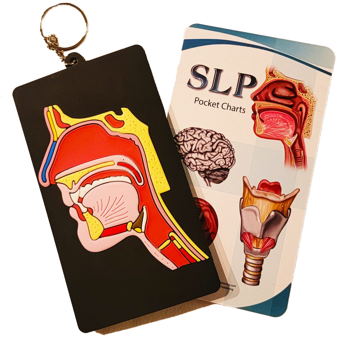 SLP Anatomy Pocket Charts Etsy