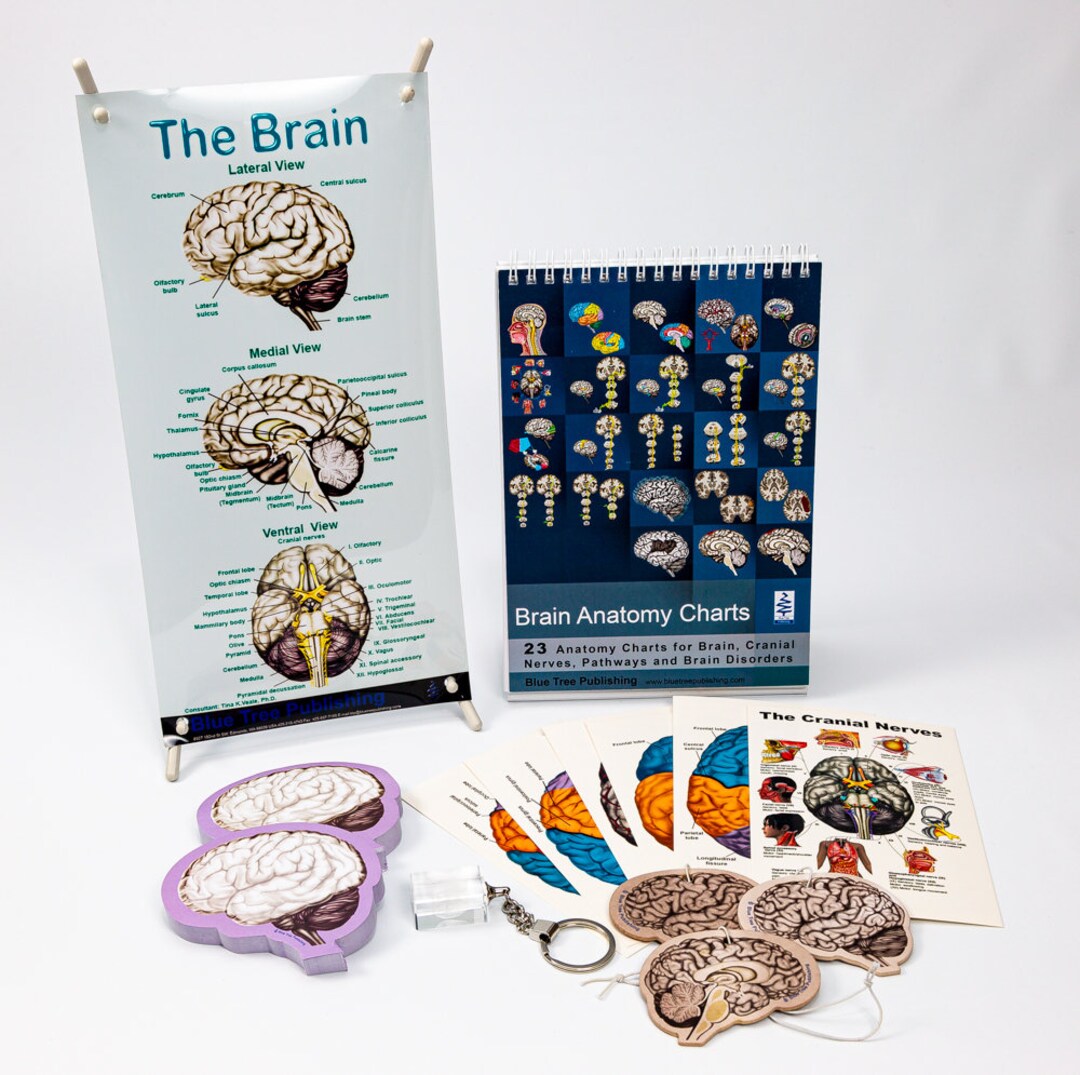 Brain Gift Box Set 03 - Etsy
