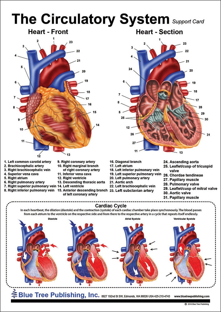 Circulatory and Heart Anatomical Chart - Etsy