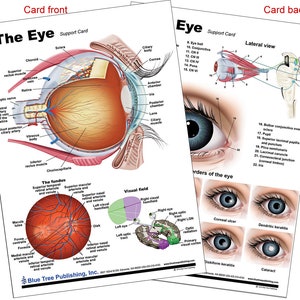 May include: A detailed anatomical illustration of the human eye, showing the internal structures and the visual field. The illustration includes labels for each part of the eye, including the sclera, cornea, iris, lens, retina, and optic nerve. The visual field is shown as a diagram with the right and left visual fields.