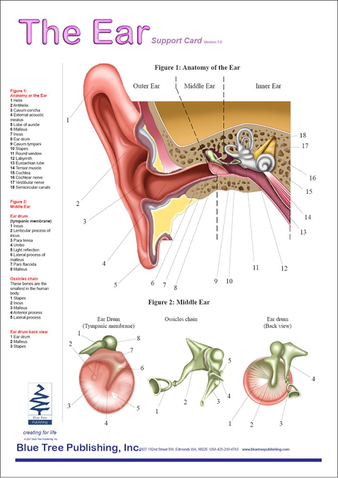 Ear Anatomical Chart - Etsy