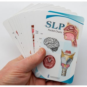 SLP Anatomy Pocket Charts