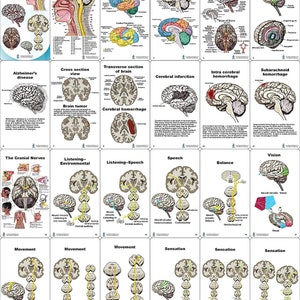 Brain Anatomy Pocket Charts That Show Cranial Nerves, Cerebrum ...
