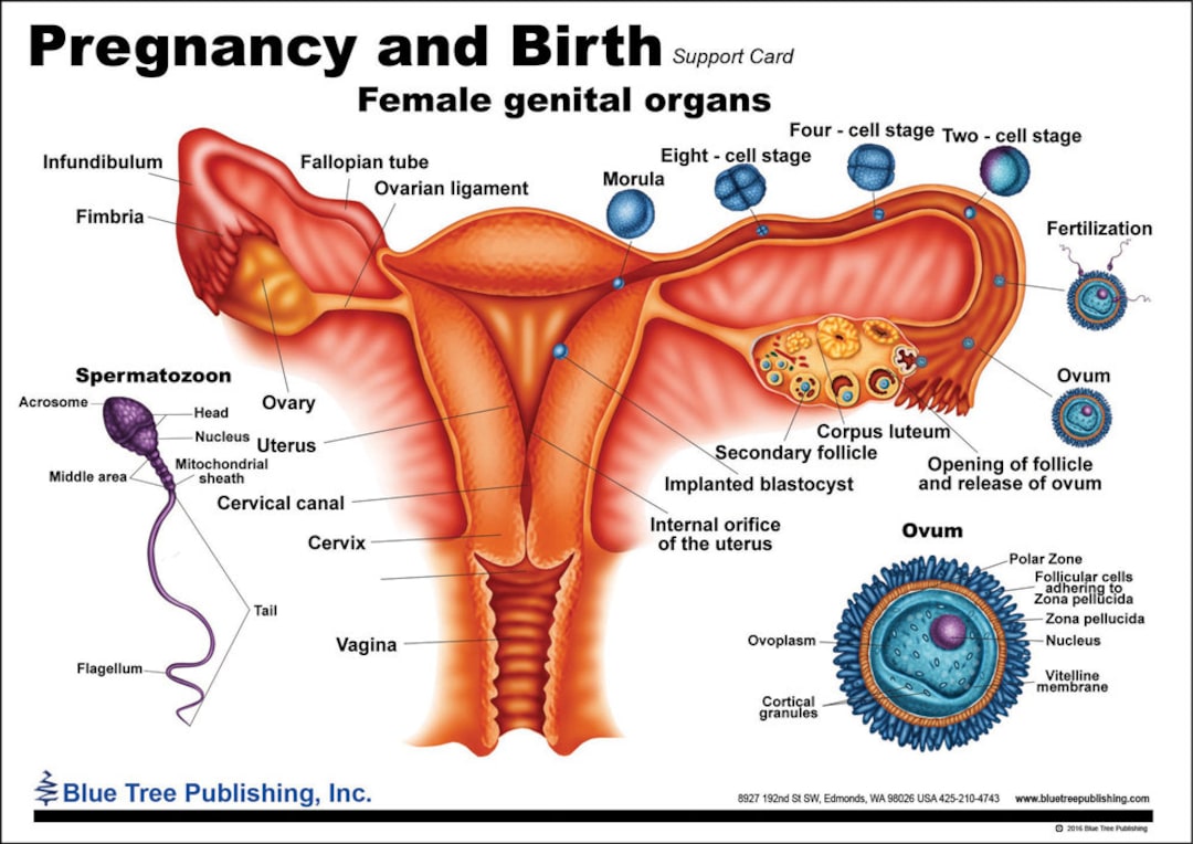 Pregnancy and Birth Anatomical Chart - Etsy, image size:1080x764