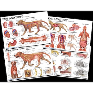 Dog Anatomy  2 Charts for Veterinarians and Students