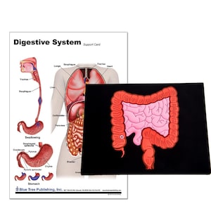 Colon Mat Model with Digestive Chart for swallowing, stomach, appendix and more