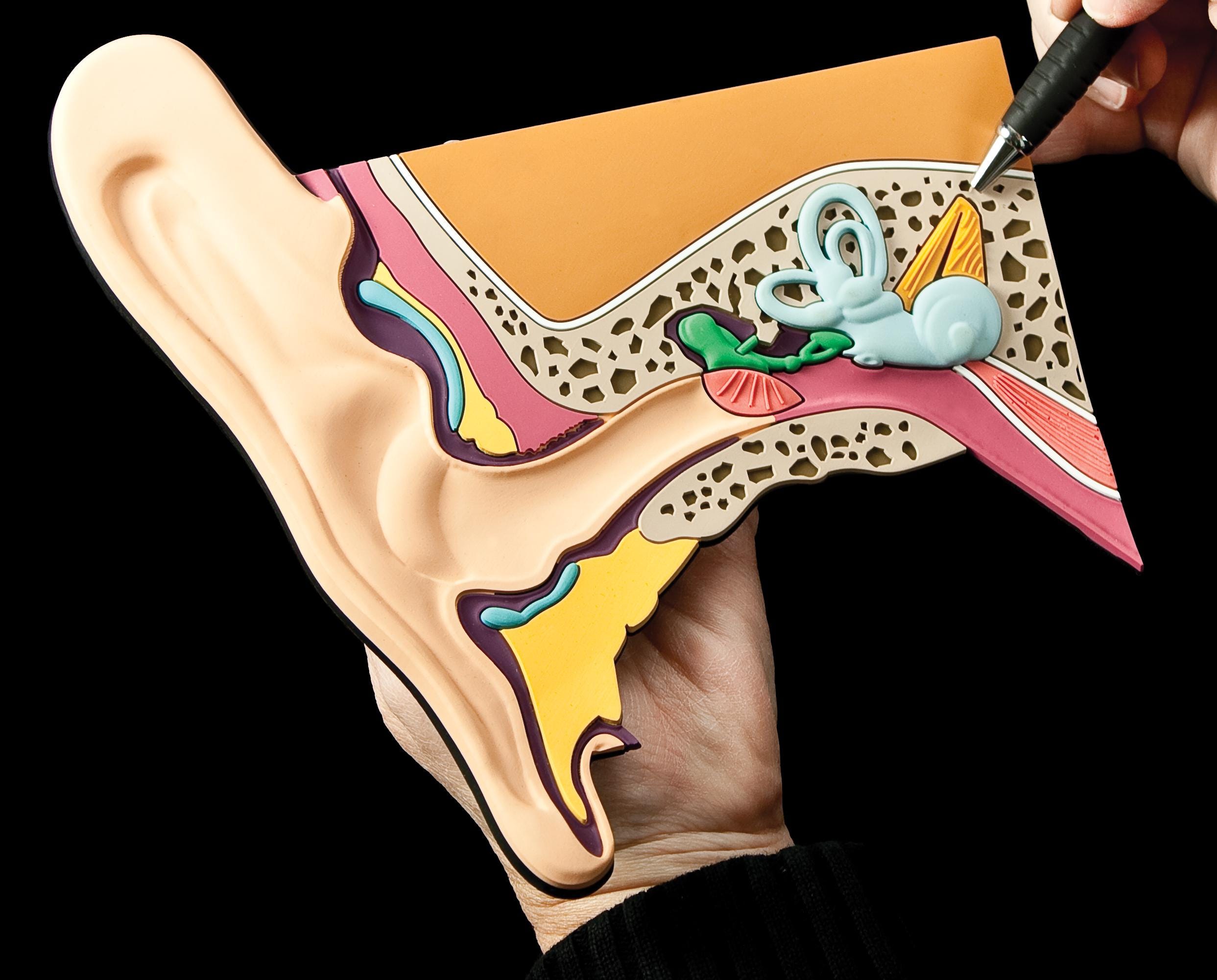 Ear Mat Model for Audiologist and Students of Audiology - Etsy