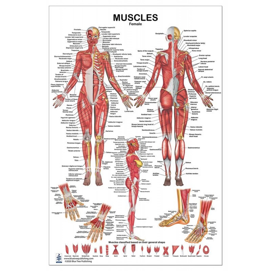Muscles Anatomy Female Large Poster Etsy