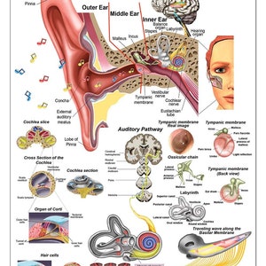 Ear Education for Audiologist, Poster, charts and model