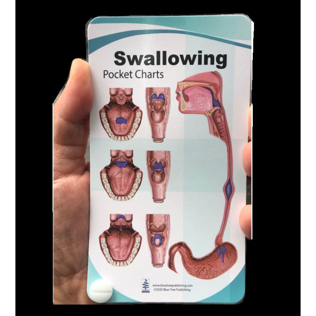 Swallowing Anatomy Pocket Charts Etsy