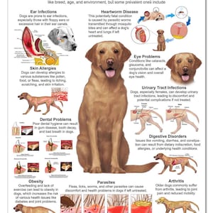 Blue Tree Publishing Dog 10 Health Concern Poster, Anatomy & Veterinary Physiology Canine - For Vet Nurses And Students, 24 x 36inch