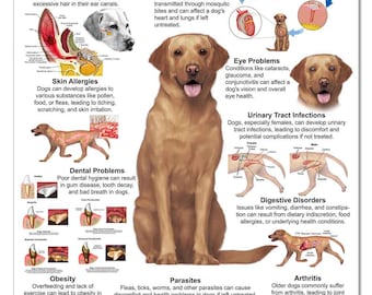 May include: An infographic poster with a yellow Labrador Retriever in the center. The poster lists the top 10 health concerns for dogs, including ear infections, heartworm disease, skin allergies, eye problems, urinary tract infections, dental problems, digestive disorders, obesity, parasites, and arthritis. The poster also includes illustrations of each health concern.