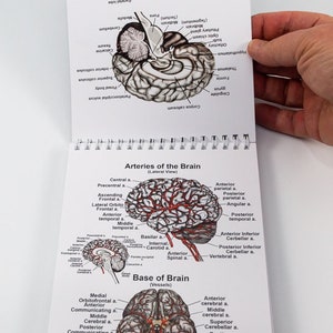 Brain Anatomy Flip Charts pages